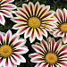 Гацания жестковатая (Gazania rigens F1) Big Kiss White Flame, 5 семян