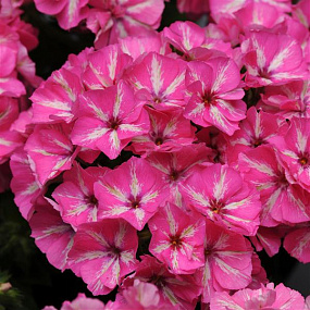 Флокс друммонда (Phlox drummondii) Grammy Pink & White, 5 семян