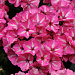 Флокс друммонда (Phlox drummondii) Grammy Pink & White, 5 семян