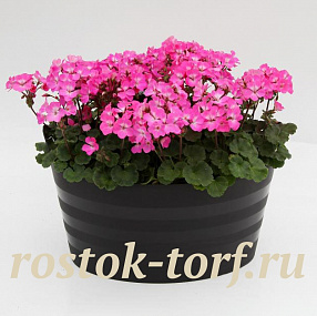 Пеларгония зональная (Pelargonium x hortorum F1) Nano Deep Rose, 3 шт семян