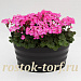 Пеларгония зональная (Pelargonium x hortorum F1) Nano Deep Rose, 3 шт семян
