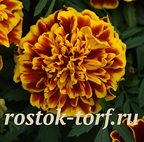 Бархатцы отклоненные (Tagetes patula F1) Bonanza Bee, 10 шт очищ. семян