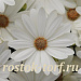 Остеоспермум Эклона (Osteospermum eclonis F1) Akila White Daisy, 3 шт семян