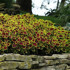 Колеус гибридный (Coleus x hybrida) Premium Sun Crimson Gold, 3 драже