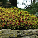 Колеус гибридный (Coleus x hybrida) Premium Sun Crimson Gold, 3 драже