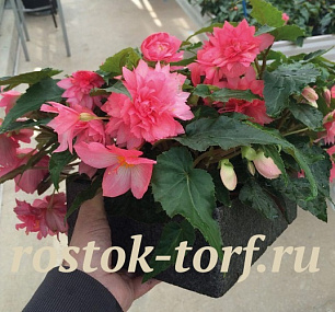Бегония гибридная (Begonia x hybrida) Funky Mix, 3 драже