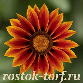 Гацания жестковатая (Gazania rigens F1) Kiss Golden Flame., 5 шт семян