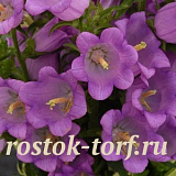 Колокольчик средний (Campanula medium) Campana Lilac, 5 драже