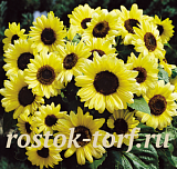 Подсолнечник декоративный (Helianthus annuus) Valentine, 5 шт