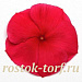 Катарантус розовый (Vinca rosea) Pacifica – Xp Dark Red, 10 семян