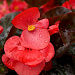 Бегония бенариензис (Begonia x benariensis) Big Red Bronze Leaf, 3 драже