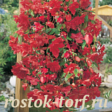 Бегония Begonia tuberhybrida Illumination® Rose, 3 драже