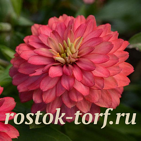 Цинния (Zinnia marylandica) Double Zahara™ Salmon, 5 обраб. семян