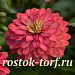 Цинния (Zinnia marylandica) Double Zahara™ Salmon, 5 обраб. семян