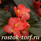 Бегония гибридная (Begonia x hybrida) Dragon Wing Red Bronze Leaf, 3 драже