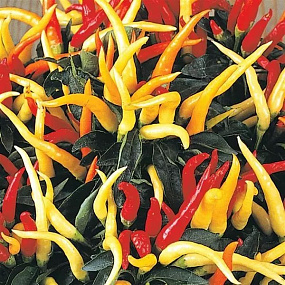Перец декоративный Pepper Medusa, 3 шт