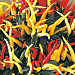 Перец декоративный Pepper Medusa, 3 шт