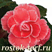 Big pack Бегония клубневая (Begonia tuberosa) On Top Melon Lace, 20 драже