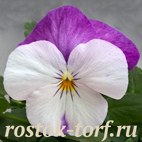 Виола виттрока (Viola wittrockiana F1) Freefall White Rose Wing, 5 семян