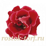 Глоксиния гибридная махровая (Sinningia hybrida) Brocade F1 Red, 5 драже