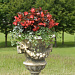 Бегония бенариензис (Begonia x benariensis) Big Red Bronze Leaf, 3 драже