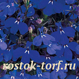 Лобелия еринус (Lobelia erinus) Riviera Marine Blue, 5 мультидраже