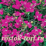 Big pack Лобелия еринус (Lobelia erinus) Riviera Rose, 50 мультидраже
