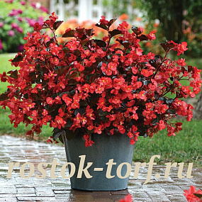 Бегония гибридная (Begonia interspecific) Megawatt Red Bronze Leaf, 3 драже