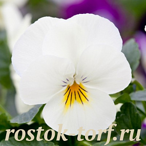 Виола виттрока (Viola wittrockiana F1) Freefall Cream, 5 семян 