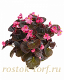 Big pack Бегония вечноцветущая Begonia semperflorens Cocktail® Tequila, 50 драже