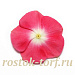 Катарантус розовый (Vinca rosea) Pacifica – Xp Cherry Red Halo Xp, 10 семян
