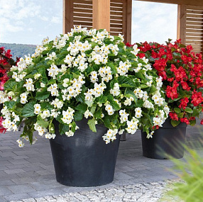 Бегония бенариензис (Begonia x benariensis) Big White Green Leaf, 3 драже