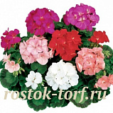 Пеларгония зональная (Pelargonium hortorum F1) Ringo 2000 MIX, 3 драже