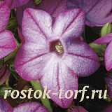 Табак крылатый (Nicotiana alata) Saratoga Purple Bicolor, 10 драже