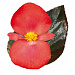 Бегония бенариензис (Begonia x benariensis) Big Deluxxe Red Bronze Leaf, 3 шт драже