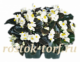 Big pack Бегония вечноцветущая Begonia semperflorens Cocktail® Whiskey, 50 драже