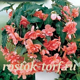 Бегония Begonia tuberhybrida Illumination® Salmon Pink, 3 драже