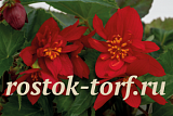 Big pack Бегония гибридная (Begonia x hybrida) Funky Red, 20 драже