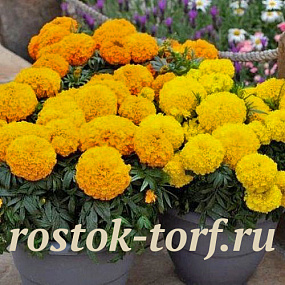 Бархатцы прямостоячие (Tagetes erecta F1) Big Top MIX, 10 очищ. семян