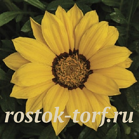 Гацания жестковатая (Gazania rigens F1) Kiss Yellow, 5 семян