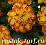 Бархатцы отклоненные (Tagetes patula) Flamenco, 10 семян