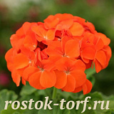 Пеларгония зональная (Pelargonium hortorum F2) Dancer Orange, 3 шт