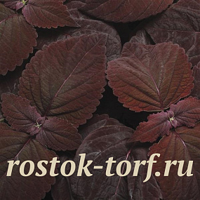 Колеус гибридный (Coleus x hybrida) Premium Sun Dark Chocolate, 3 драже