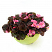 Big pack Бегония вечноцветущая (Begonia semperflorens) Senator iQ Rose, 50 драже