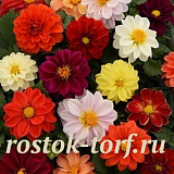 Георгина гибридная (Dahlia variabilis F1) Figaro Mix, 5 семян