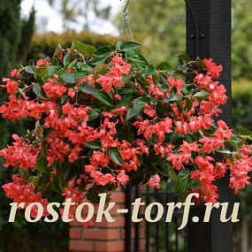 Бегония гибридная (Begonia x hybrida) Dragon Wing Red, 3 драже