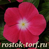 Big pack Катарантус розовый ампельный (Vinca rosea) Mediterranean – Xp Rose Halo, 30 семян