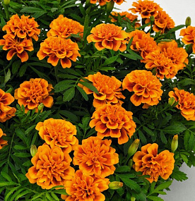 Бархатцы отклоненные (Tagetes patula F1) Super Hero Orange Bee, 10 шт очищ.семян