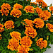 Бархатцы отклоненные (Tagetes patula F1) Super Hero Orange Bee, 10 шт очищ.семян