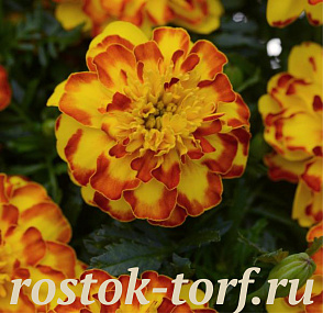 Бархатцы отклоненные (Tagetes patula) Flamenco, 10 семян